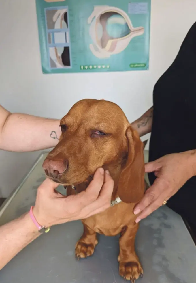 Allgemeine Untersuchung Hund