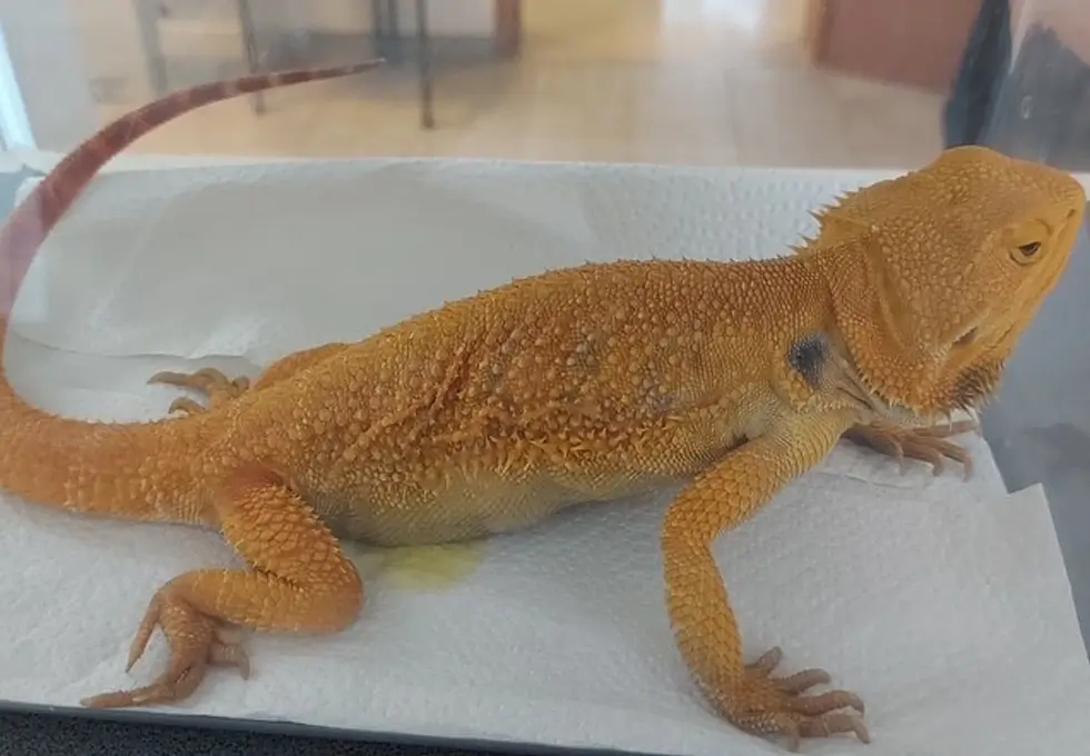 Hellgelbe Echse beim Tierarzt