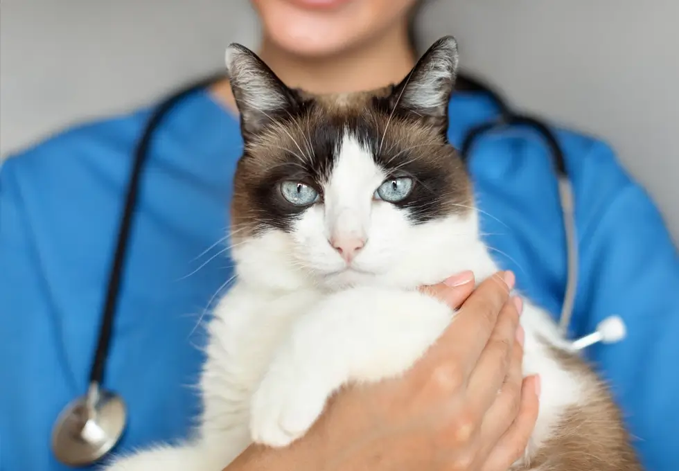 EIne Katze wird beim Tierarzt untersucht