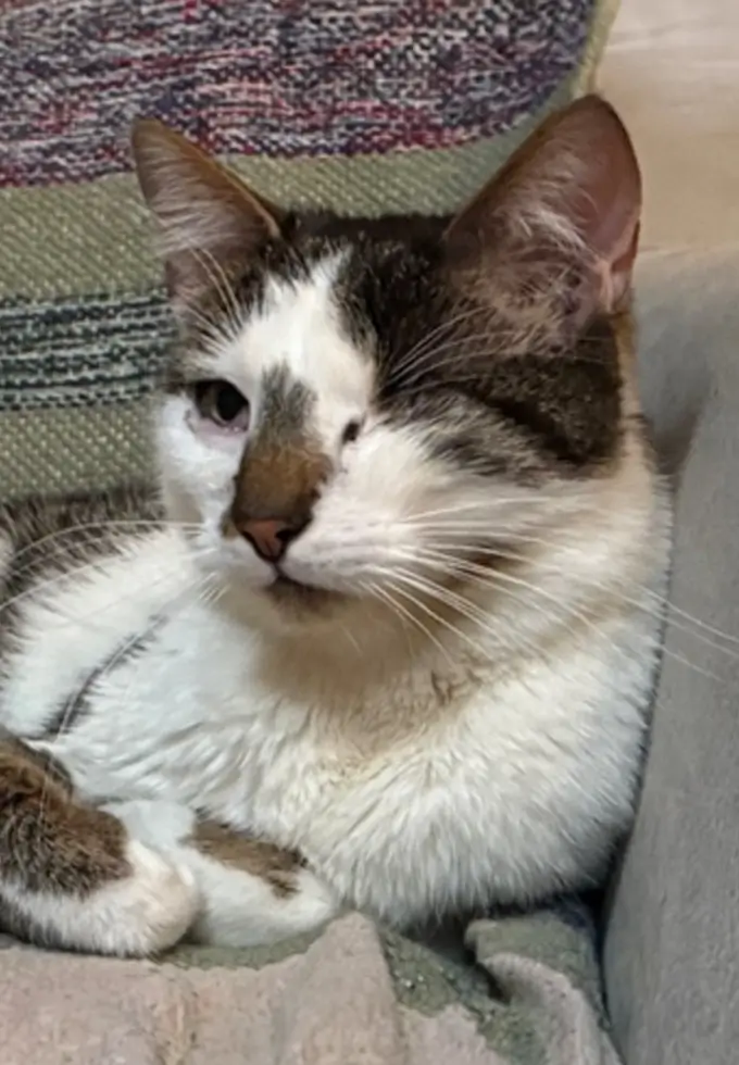 Katze hat nur noch ein Auge