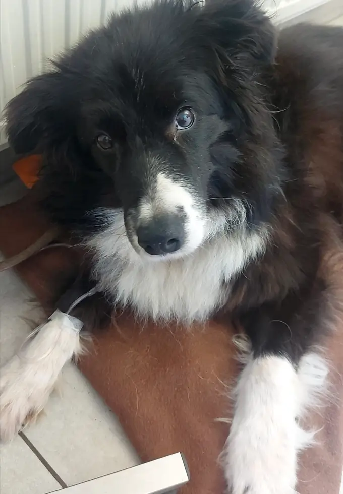 Infusion bei einem Hund an der Pfote