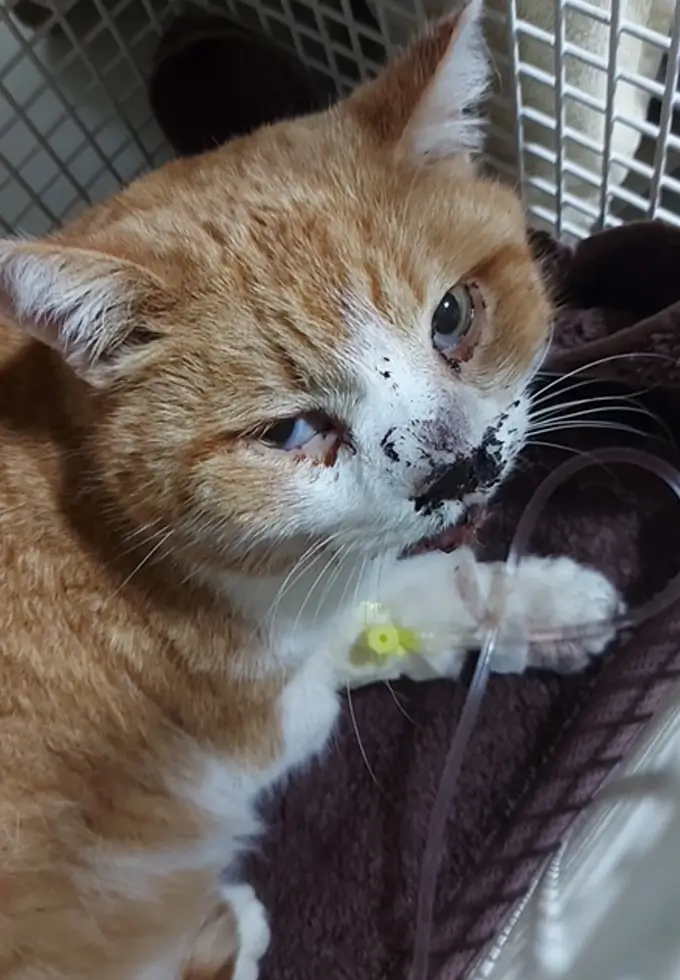 Verletzte Katze in Gesicht beim Tierarzt