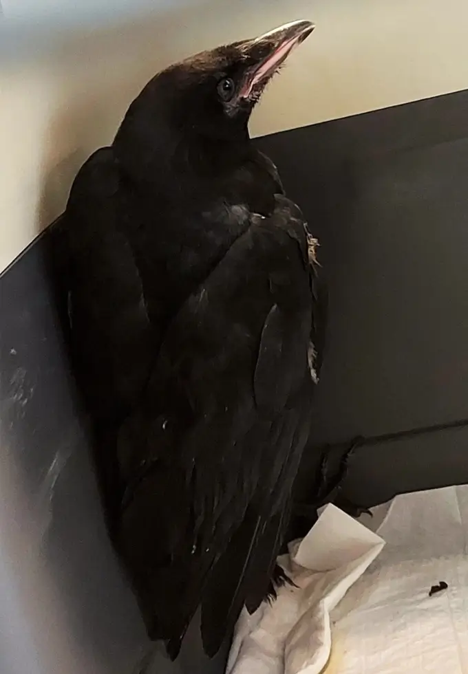 Ein Rabe beim Tierarzt in einer Box