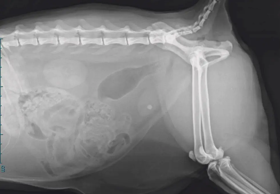 Röntgenbild von einm Hund