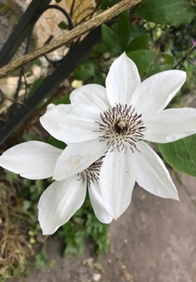 Schöne weiße Blume im Garten