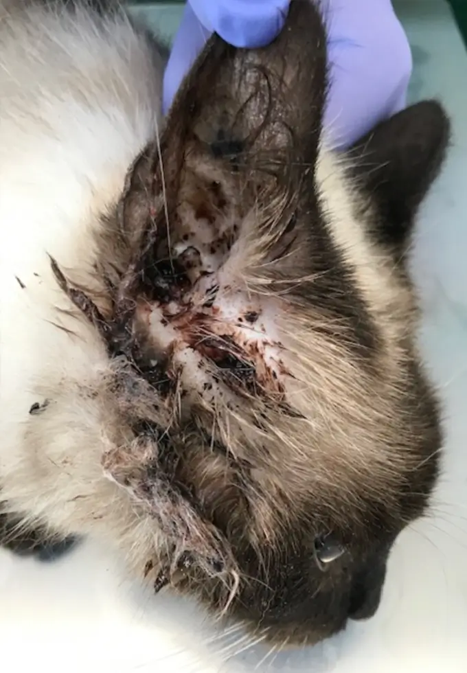 Verletzte Ohr bei einer katze