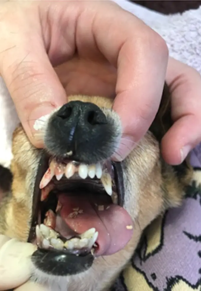 Schlechte Zähnen bei einem Hund