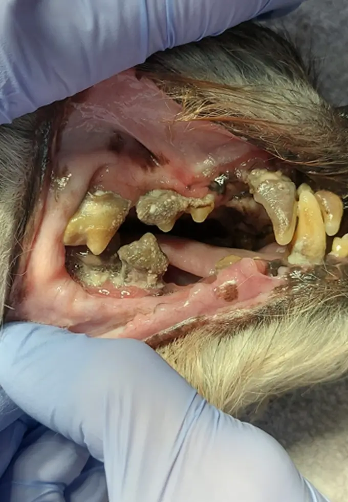 Schlechte Zähnen bei einem Hund
