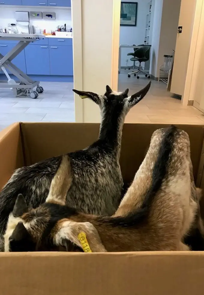 Zwei Ziegen werden beim Tierarzt untersucht