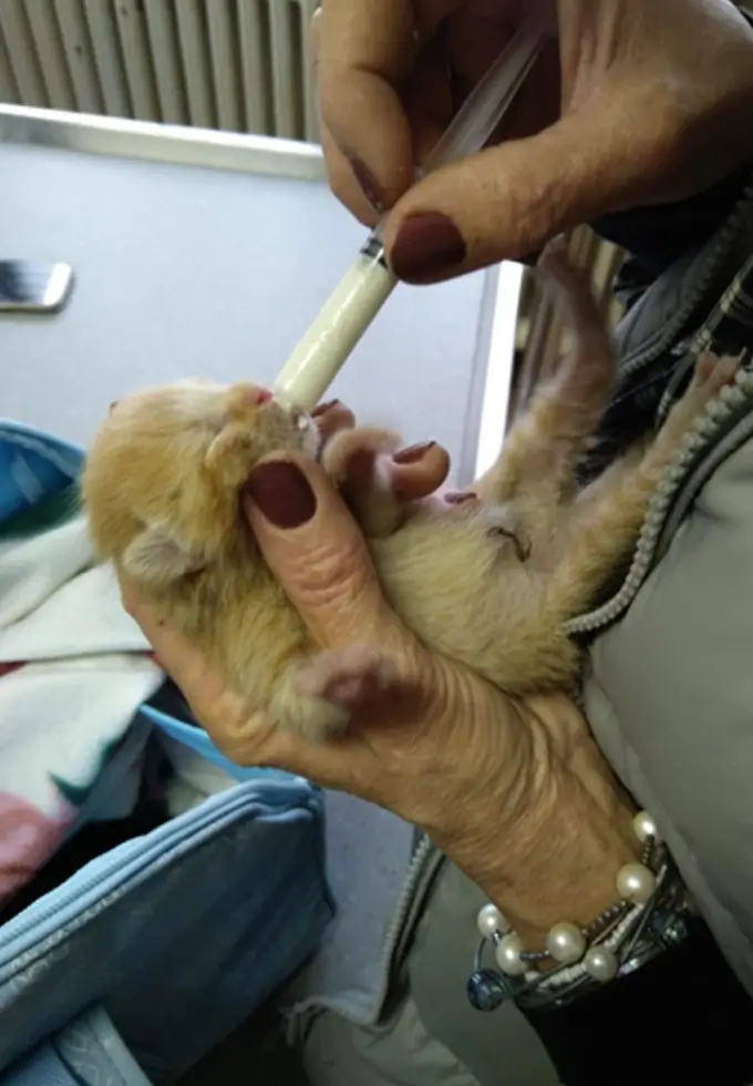 Katzenbaby wird mit einer Spritze gefüttert