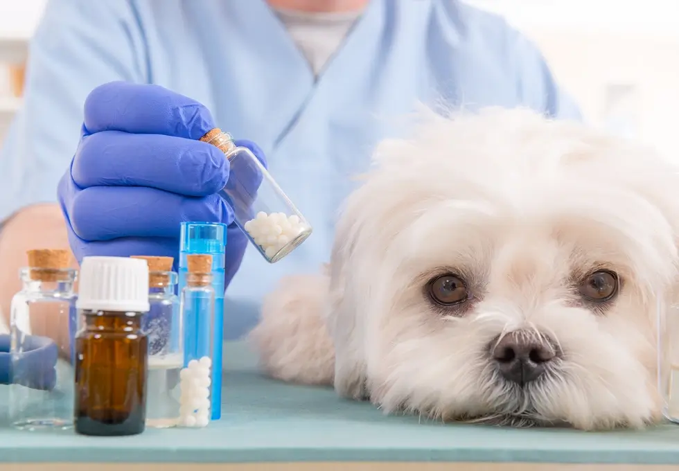 Hömeopathie bei einem Hund
