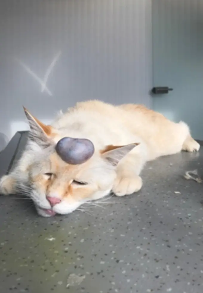 Tumor am Kopf bei einer Katze