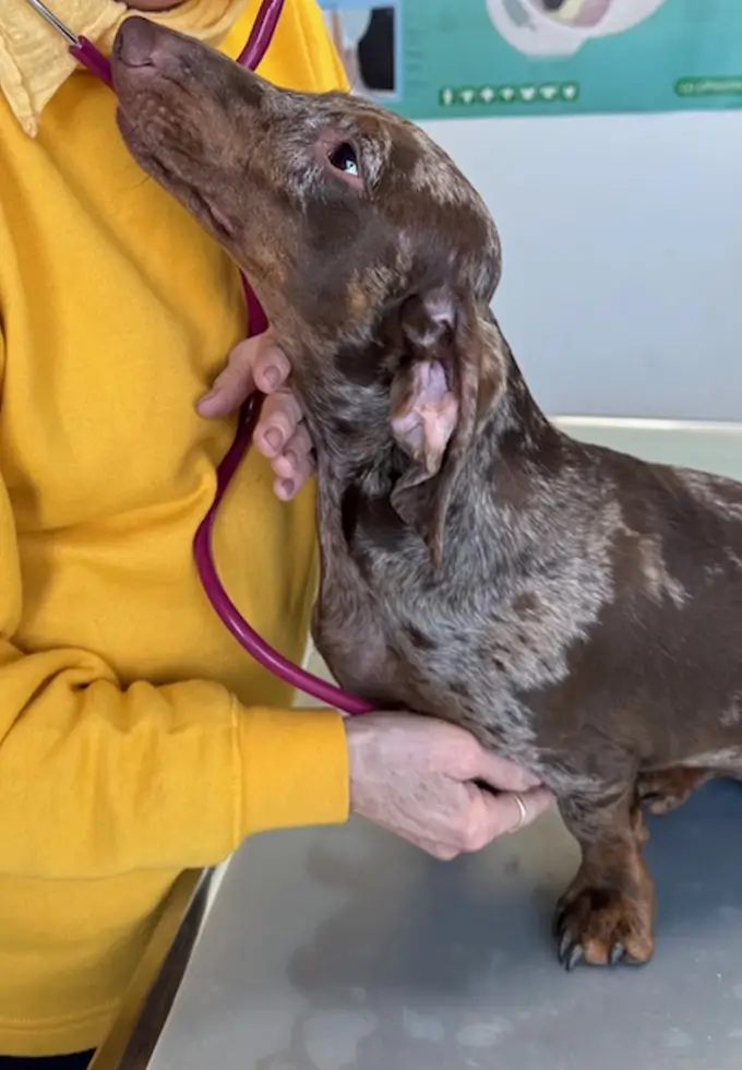 Allgemeine Untersuchung Hundeherz