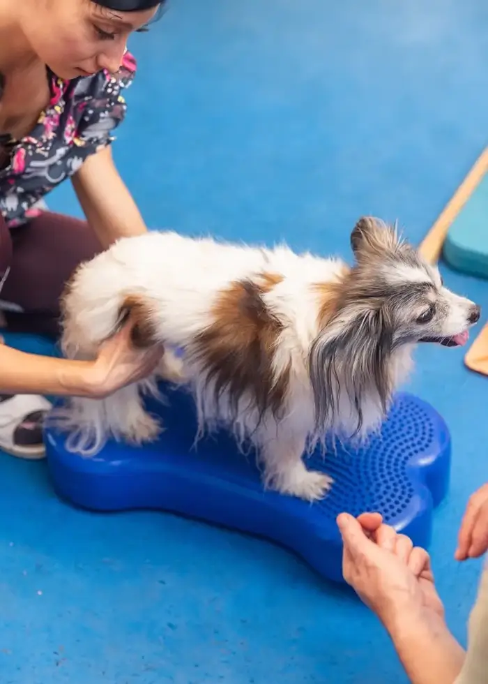 Physiotherapie Hund