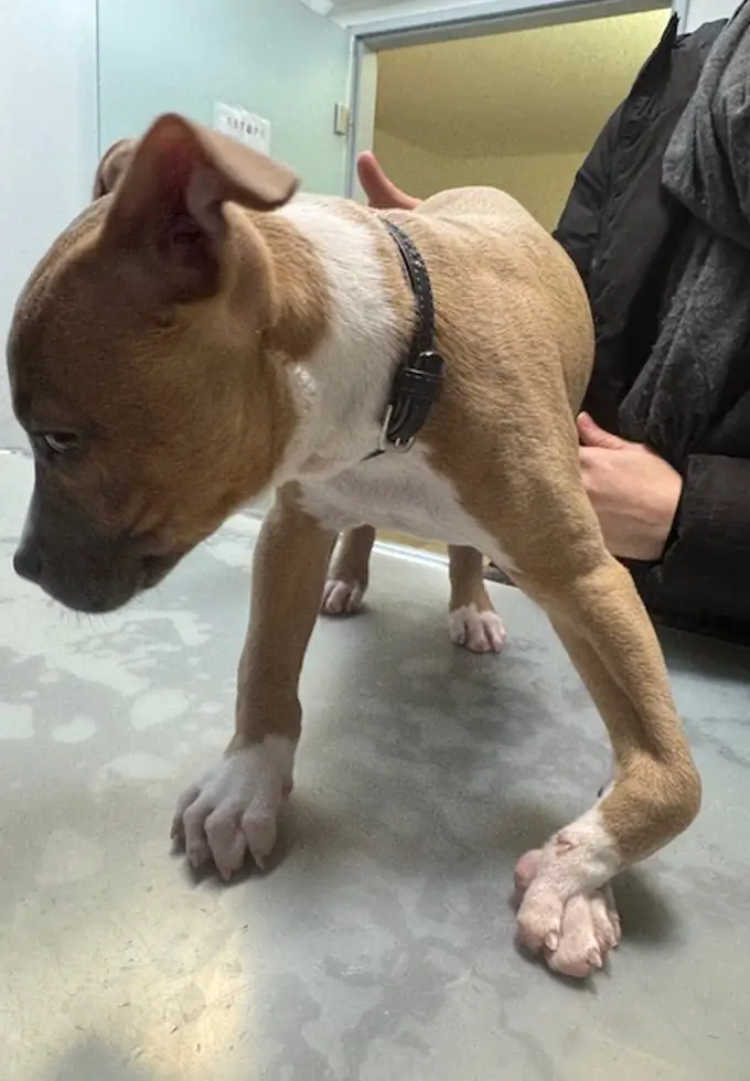 Orthopädie Untersuchung von Beinstellung beim Hund