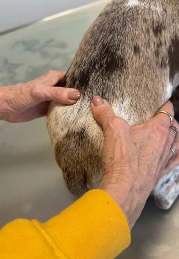 Orthopädie Untersuchung von Rückenproblemen beim Hund