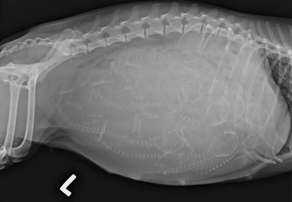 Ultraschall bei einer Katze