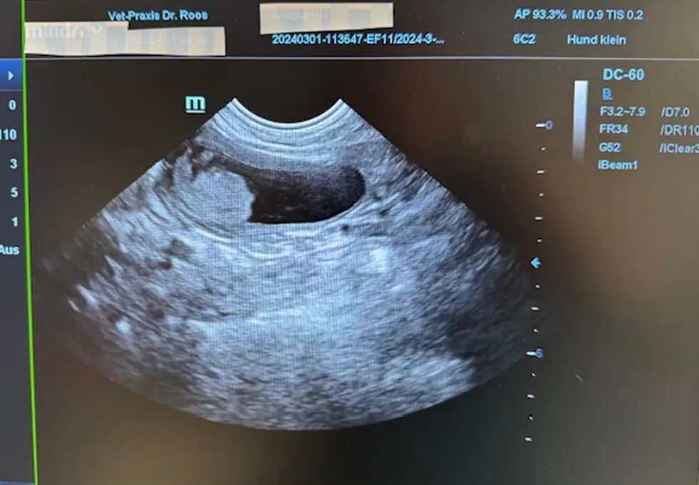 Sonografie beim Tierarzt