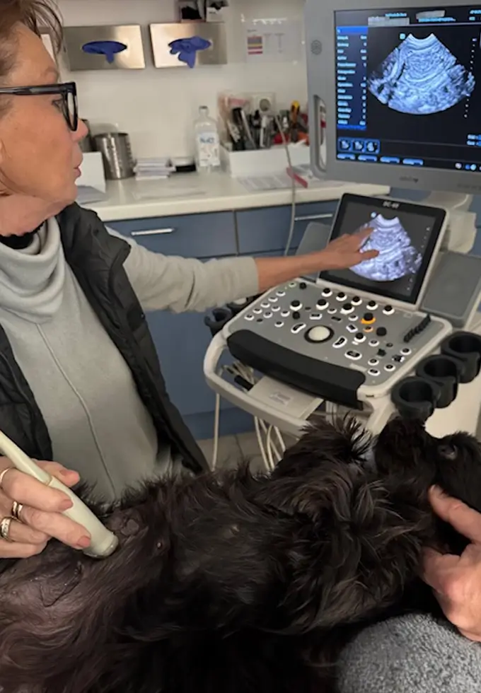 Der Tierarzt sieht sich ein Röntgenbild an und ein brauner Hund sitzt im Vordergrund