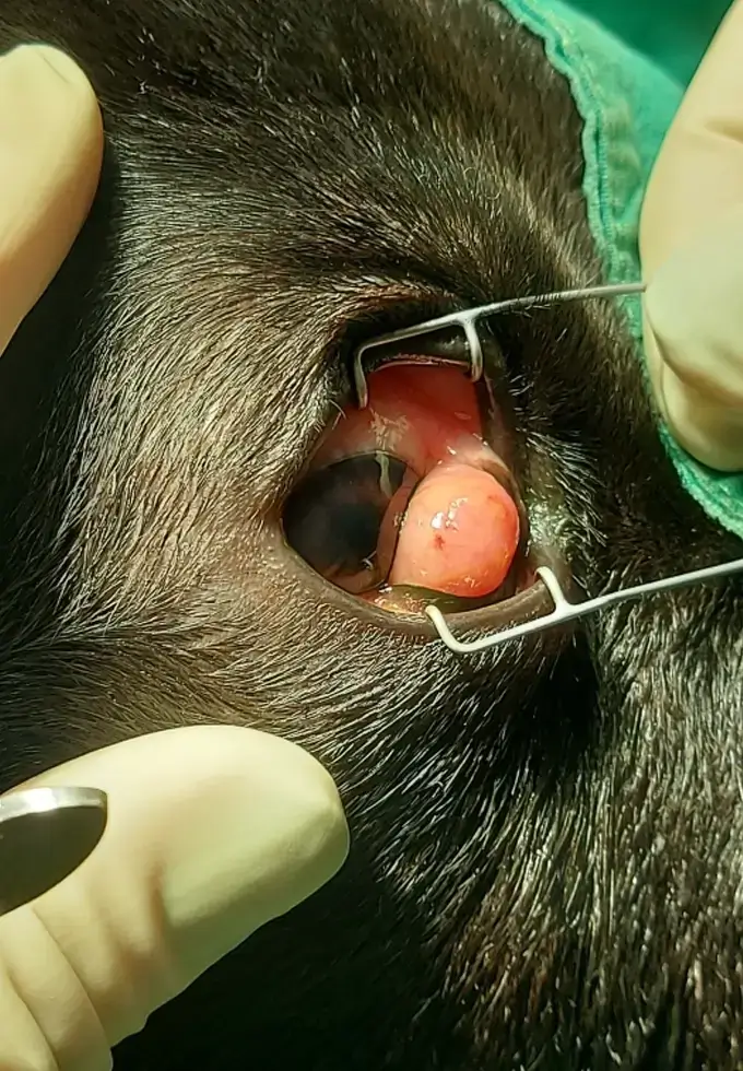 Operation an Auge von einem Hund