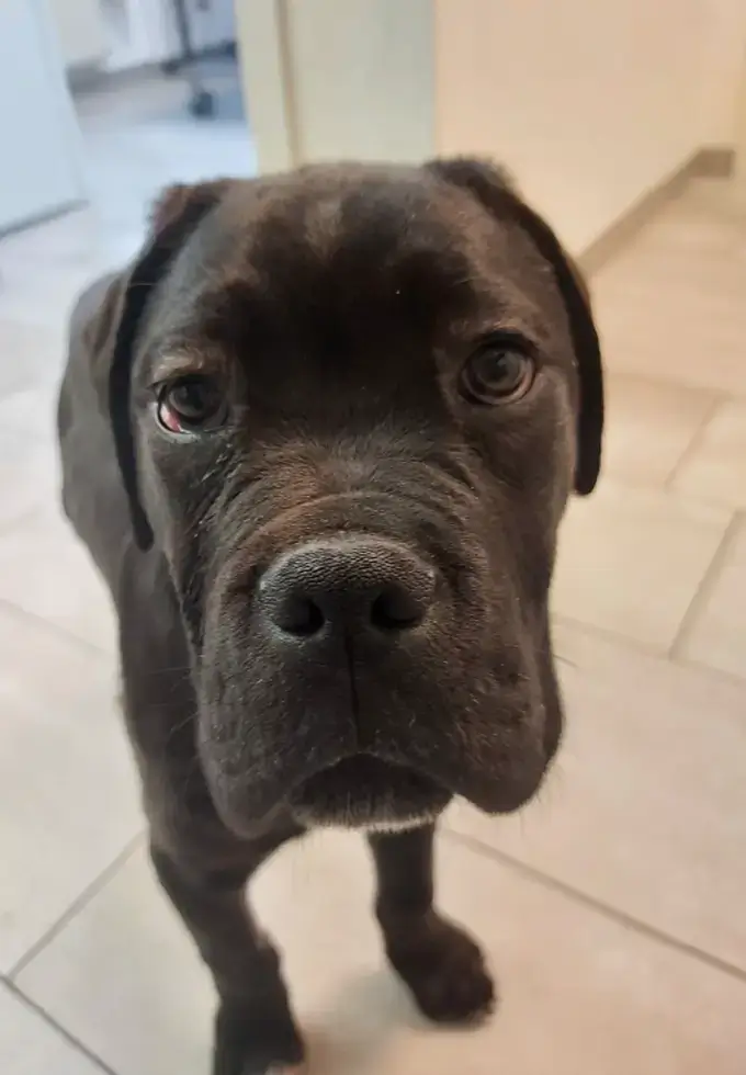 Hund kann nach der Operation wieder sehen